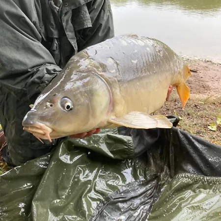 Forest Lake Views And Fishing * Troncais